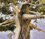 Semi di Cedro Bianco Messicano (Cupressus Lusitanica)