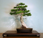 Semi di Cedro Bianco Messicano (Cupressus Lusitanica)