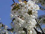 Semi di Ciliegio Selvatico (Prunus avium)