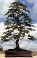Semi di Cipresso (Cupressus Sempervirens)