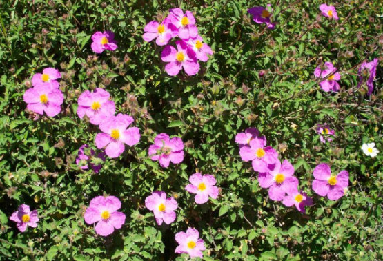 Semi di Cisto Villoso (Cistus Incanus)