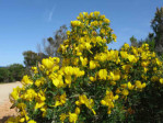 Semi di Citiso Trifloro (Cytisus Villosus)