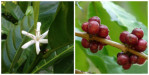 Semi di Caffè Robusta (Coffea canephora)