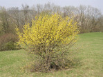 Semi di Corniolo (Cornus Mas)