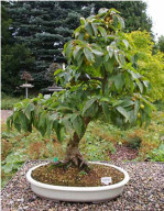 cornus-mas-g