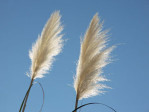 Semi di Erba Toetoe (Cortaderia toetoe)