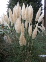 Semi di Erba della pampa (Cortaderia selloana)