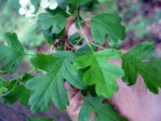 Semi di Biancospino (Crataegus monogyna).