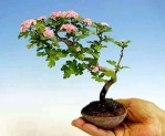 Semi di Biancospino (Crataegus monogyna).