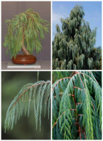 Semi di Cipresso del Kashmir (Cupressus cashmeriana)