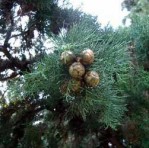Semi di Cipresso (Cupressus Sempervirens)