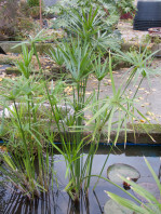 cyperus-alternifolius-003