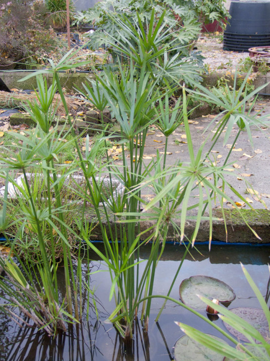 cyperus-alternifolius-003