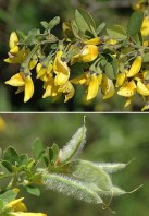 Semi di Citiso Trifloro (Cytisus Villosus)