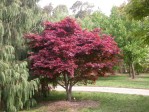 Semi di Acero Rosso Giapponese (Acer palmatum atropurpureum)