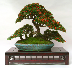 Semi di Cotoneaster (Cotoneaster Horizzontalis)