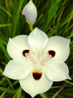 Semi di Iris Africano (Dietes bicolor)