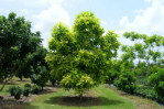 Semi di Mela degli Elefanti (Dillenia indica)