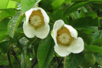 dillenia-indica-fiori