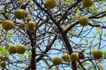 dillenia-indica-frutti