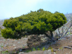 Semi di Dodonaea Viscosa
