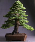 Semi di Cedro di Taiwan (Taiwania cryptomerioides)