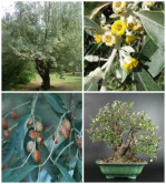 Semi di Olivo di Boemia (Elaeagnus angustifolia)