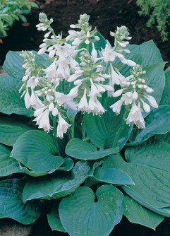 elegance_hosta