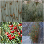 Semi di Ephedra intermedia