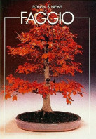 guida bonsai faggio