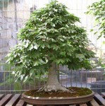 Semi di Faggio (Fagus Sylvatica)