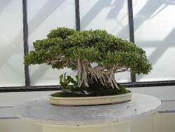 Semi di Ficus (Ficus Benghalensis)