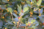 ficus_obliqua_dettaglio