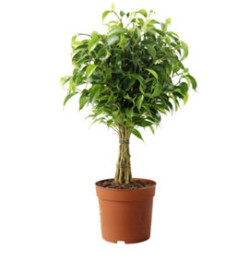 Semi di Ficus Beniamino (Ficus Benjamina)
