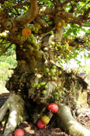 ficus_racemosa_bonsai