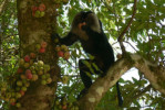 ficus_racemosa_macaco