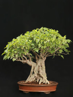 Semi di Ficus Religiosa