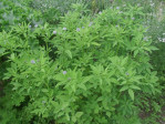 Semi di Fieno Greco (Trigonella foenum)