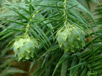 Semi di Cipresso di Cunningham (Cunninghamia Lanceolata)