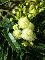 fiore-Acacia-mearnsii