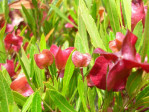 Semi di Dodonaea Viscosa