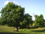 semi di Frassino Ossifillo (Fraxynus oxyphylla)