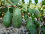 Semi di Cappero (Capparis spinosa)