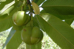 Semi di Mela degli Elefanti (Dillenia indica)