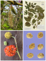Semi di Gelso da carta (Broussonetia papyrifera)