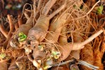 Semi di Ginseng (Panax ginseng)