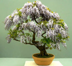 Semi di Glicine (wisteria sinensis)