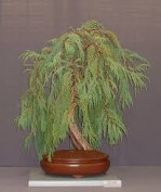 Semi di Cipresso del Kashmir (Cupressus cashmeriana)