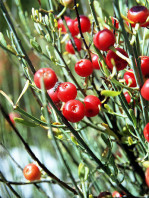 Semi di Ephedra intermedia