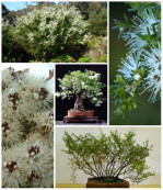 Semi di Nuvola Bianca (Kunzea ambigua)